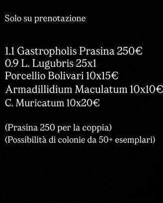 Disponibilità verona reptiles
