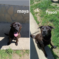 Do in adozione cuccioloni di corso