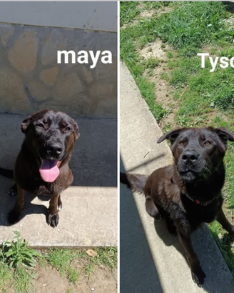 Do in adozione cuccioloni di corso