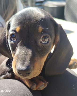 Ultimi 2 maschietti bassotto nero focato