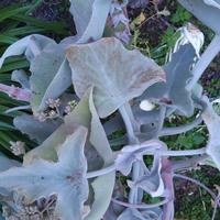 KALANCOE  BEHARENSIS  ORECCHIE DI ELEFANTE