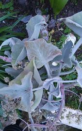 KALANCOE  BEHARENSIS  ORECCHIE DI ELEFANTE