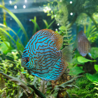 3 discus
