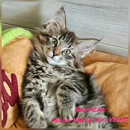 Cuccioli di Norvegesi delle foreste