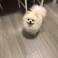 Volpino della Pomerania nano Disp. per monte/accop