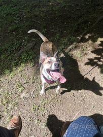 SOFI, 6 anni: dolcissima e solare compagna di vita