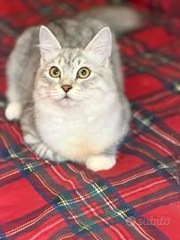 Ultimo cucciolo pura razza gatto siberiano ipoalle