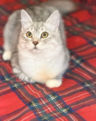 Ultimo cucciolo pura razza gatto siberiano ipoalle