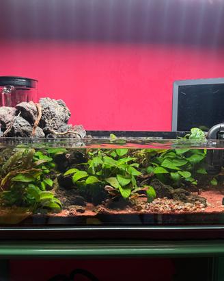 Acquario COMPLETO PRONTO