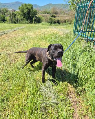 Cane corso