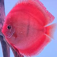 Discus
