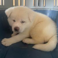Cuccioli di akita Inu con pedigree