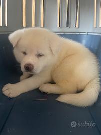 Cuccioli di akita Inu con pedigree
