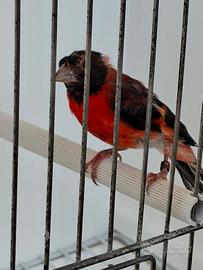 Cardinalino del Venezuela maschio