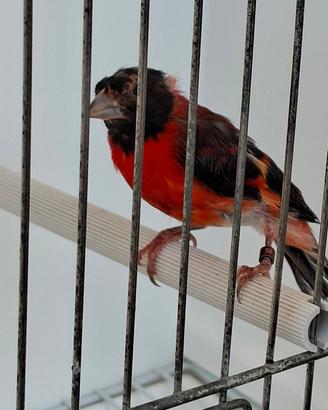 Cardinalino del Venezuela maschio