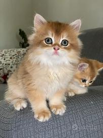 British longhair