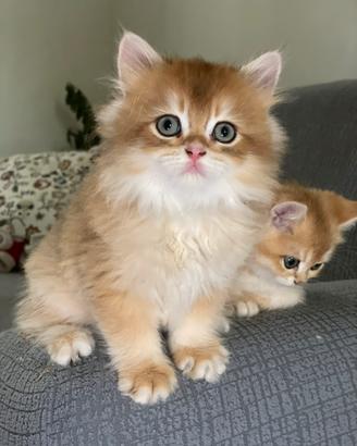 British longhair