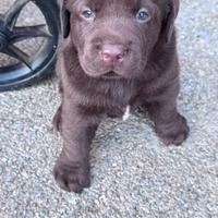 Cuccioli Labrador Retriever
