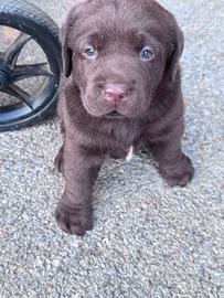 Cuccioli Labrador Retriever