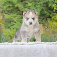 Maschietto di Siberian Husky disponibile