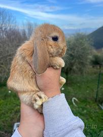 Conigli Minilop