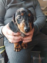 Bassotto Nano Tedesco