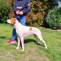 Pointer disponibile per Monte