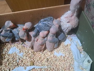 Pulli parrocchetto dal collare