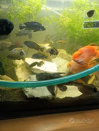 Pesci ciclidi malawi per acquario