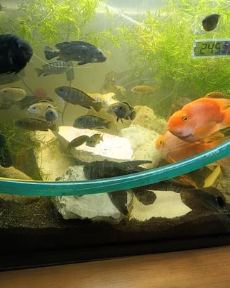 Pesci ciclidi malawi per acquario