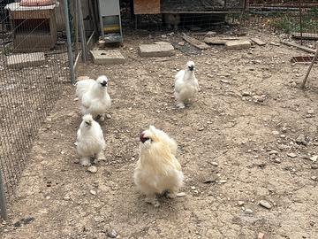 Galline moroseta