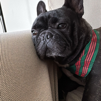 Bulldog francese disponibile per monta