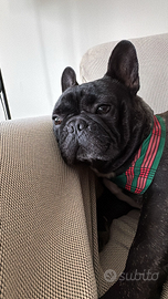 Bulldog francese disponibile per monta