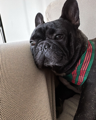 Bulldog francese disponibile per monta