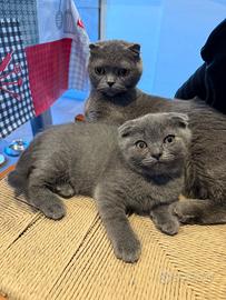 Scottish Fold gattijin