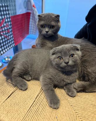Scottish Fold gattijin