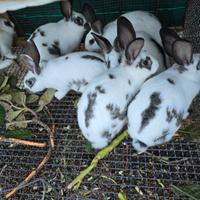 Conigli grande stazza di 3 o 4.mesi