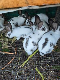 Conigli grande stazza di 3 o 4.mesi