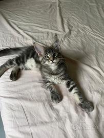 Maine coon cucciolo