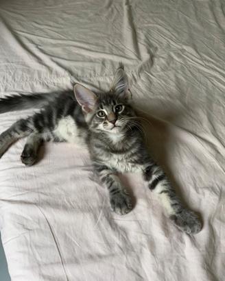 Maine coon cucciolo