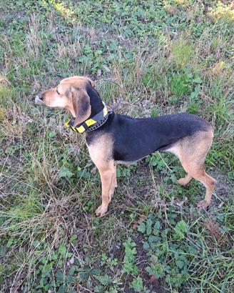 Cane segugio italiano