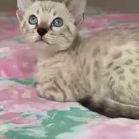 Splendidi cuccioli bengala su prenotazione