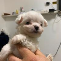 Bishon linea coreeana