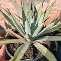 Pianta di AGAVE macroacantha