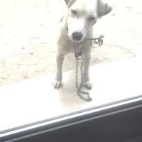 Cucciola jack russell