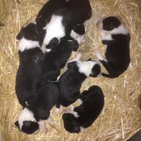 Borber Collie - Biachi e neri