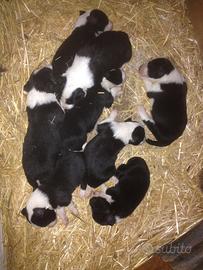 Borber Collie - Biachi e neri