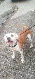 Amstaff