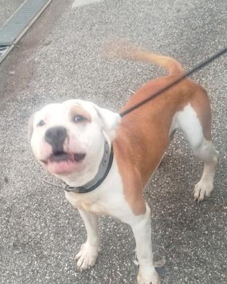Amstaff