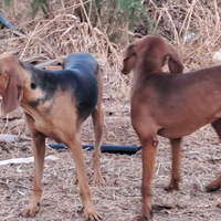 Segugi italiani Segugi dell Appennino